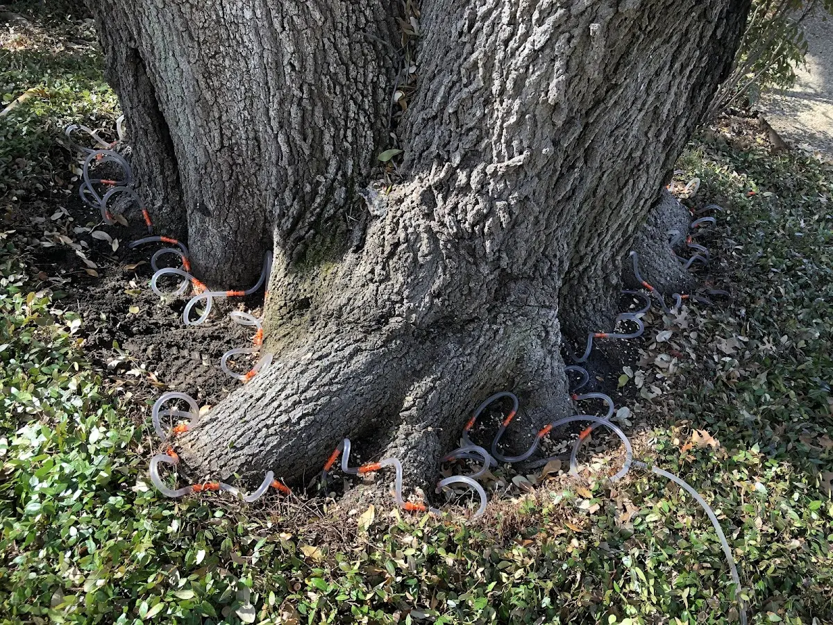 Detailed Tree Cabling and Bracing job site in Massapequa Park