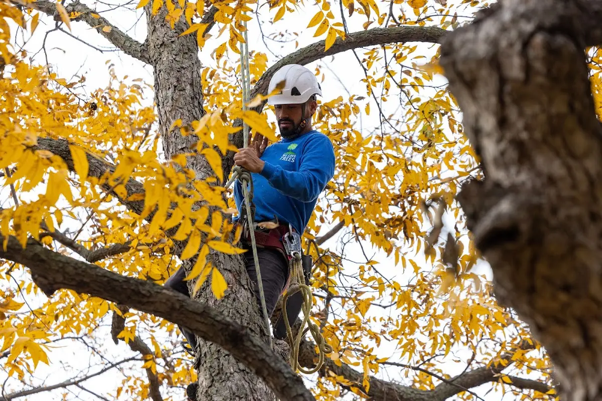 Skilled Tree Pruning crew working in Massapequa Park